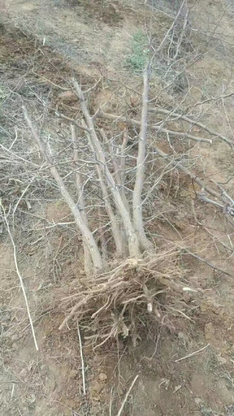 枣树苗