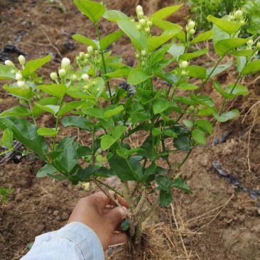 直批5-6年茉莉花苗春季半成苗白色双瓣茉莉花苗园林绿化