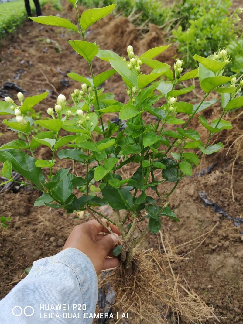 直批5-6年茉莉花苗春季半成苗白色双瓣茉莉花苗园林绿化