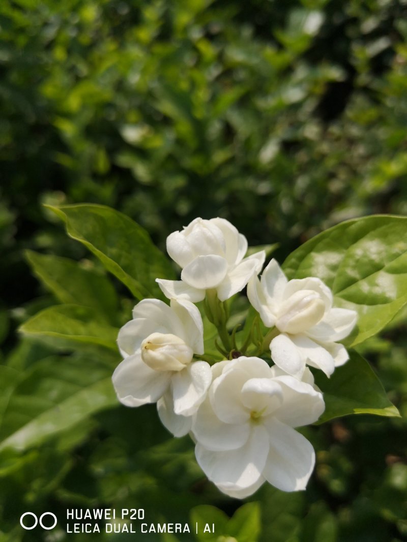 直批5-6年茉莉花苗春季半成苗白色双瓣茉莉花苗园林绿化