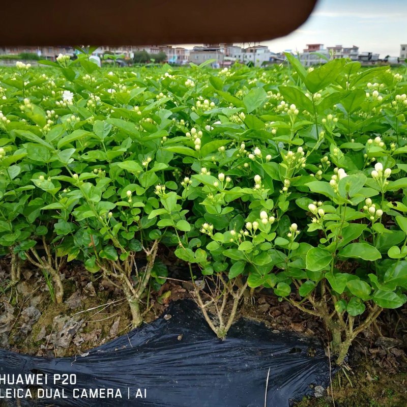 直批5-6年茉莉花苗春季半成苗白色双瓣茉莉花苗园林绿化