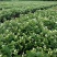 直批5-6年茉莉花苗春季半成苗白色双瓣茉莉花苗园林绿化