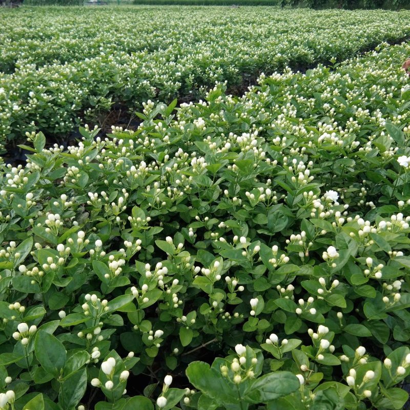 直批5-6年茉莉花苗春季半成苗白色双瓣茉莉花苗园林绿化