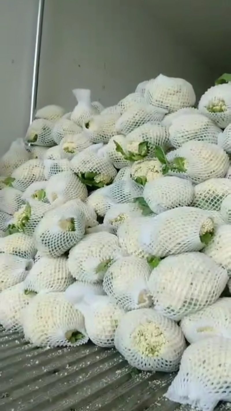四川花菜成都蔬菜基地直供散花松花菜新鲜有机花菜