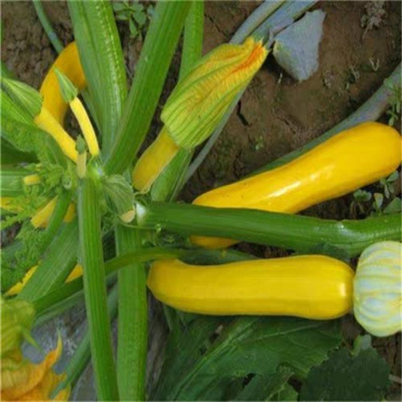 进口香蕉西葫芦种子水果型能生吃春季四季盆栽南瓜蔬菜种