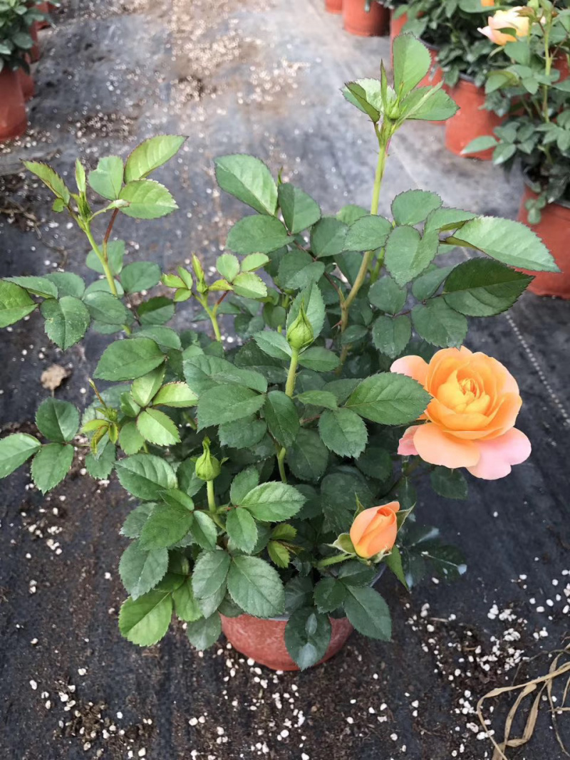 微型玫瑰小盆花，量大价优，基地批发，带盆带花带土发货
