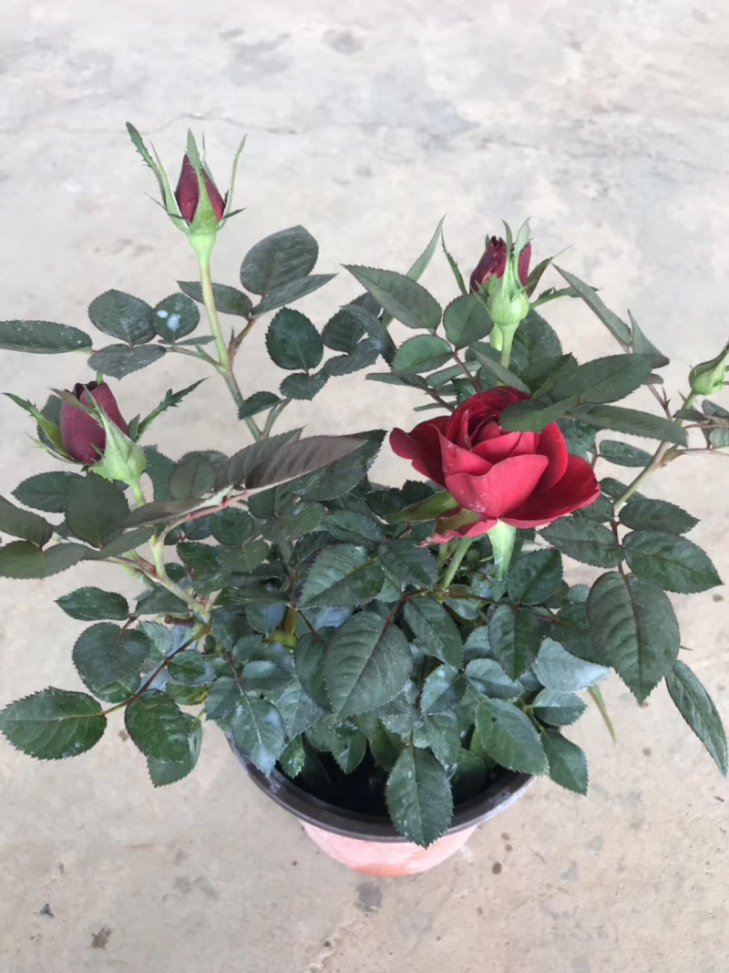 微型玫瑰小盆花，量大价优，基地批发，带盆带花带土发货