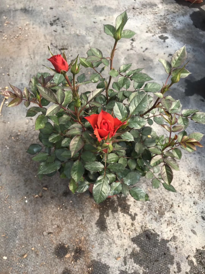 微型玫瑰小盆花，量大价优，基地批发，带盆带花带土发货