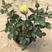 微型玫瑰小盆花，量大价优，基地批发，带盆带花带土发货