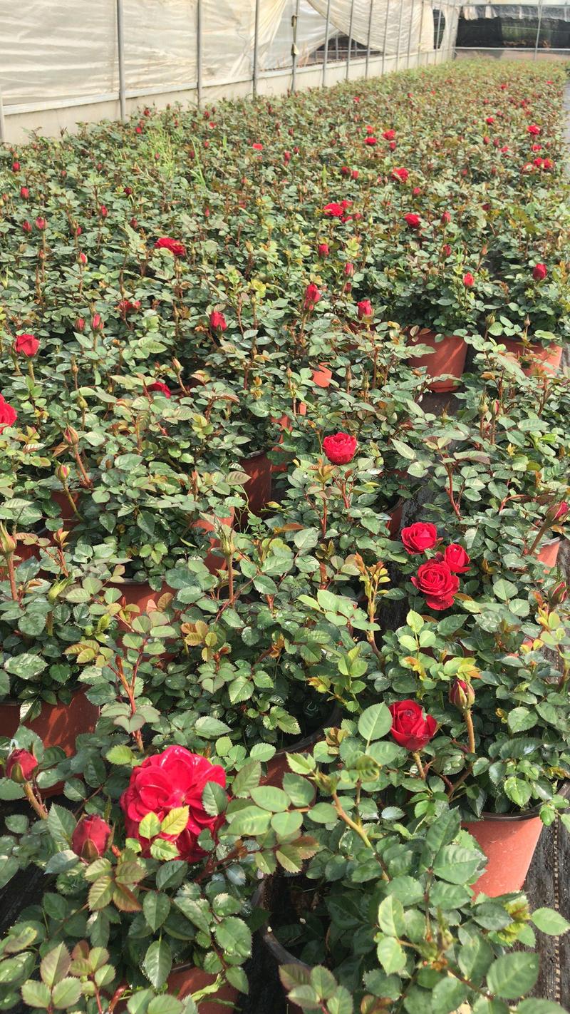 微型玫瑰小盆花，量大价优，基地批发，带盆带花带土发货