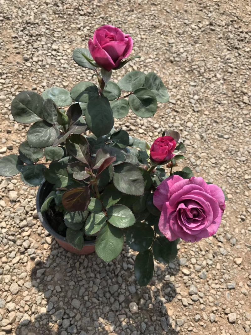 微型玫瑰小盆花，量大价优，基地批发，带盆带花带土发货