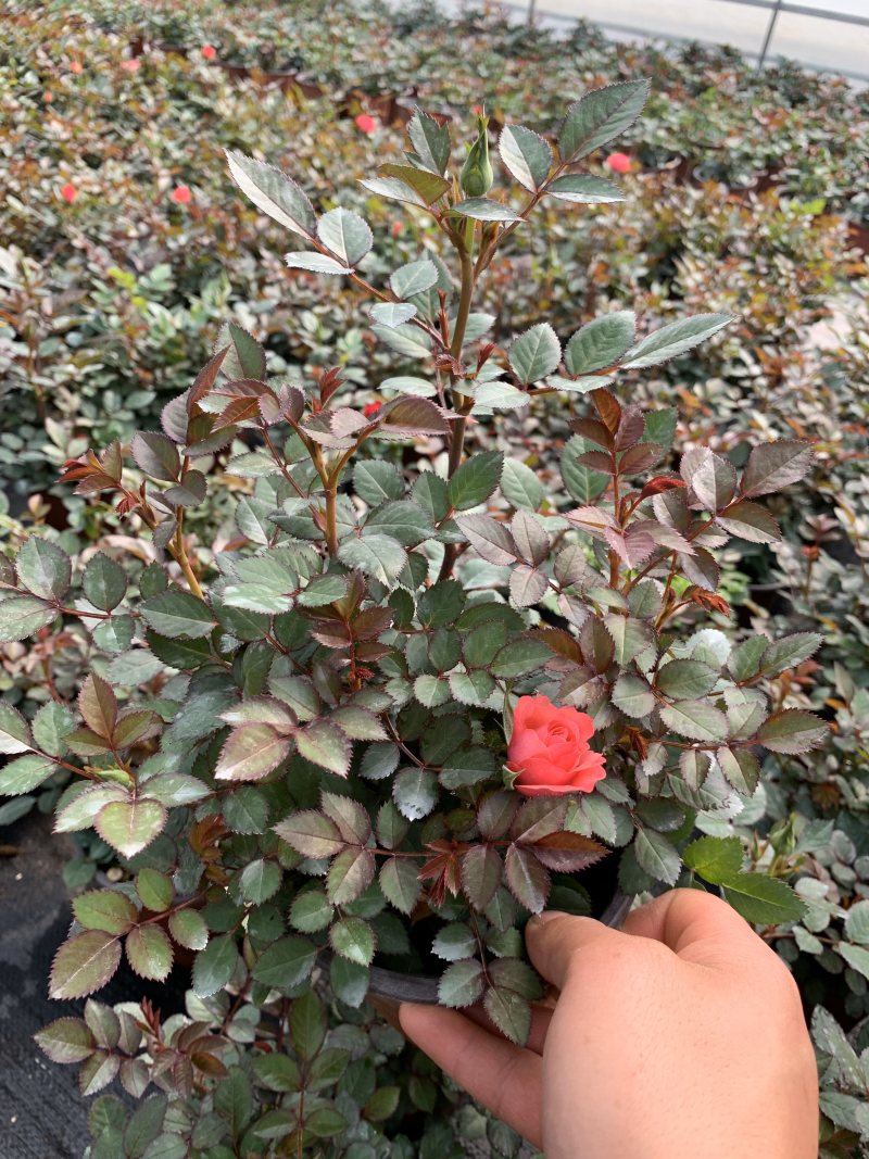 微型玫瑰小盆花，量大价优，基地批发，带盆带花带土发货