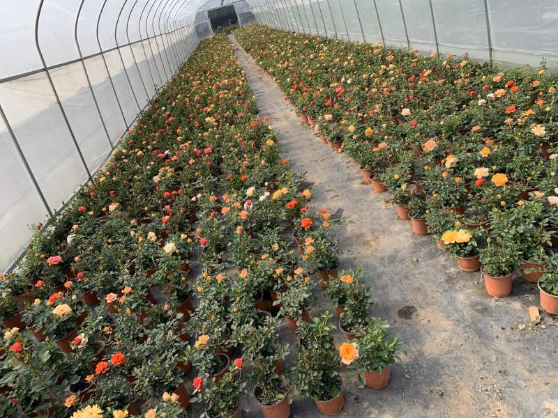 微型玫瑰小盆花，量大价优，基地批发，带盆带花带土发货
