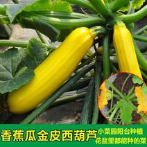 进口香蕉西葫芦种子水果型能生吃春季四季盆栽南瓜蔬菜种