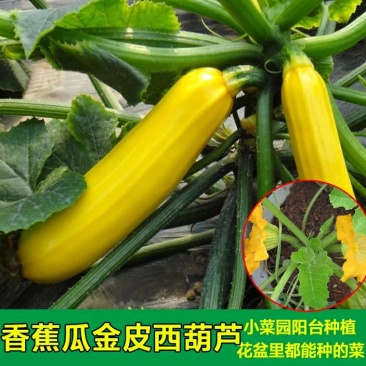 进口香蕉西葫芦种子水果型能生吃春季四季盆栽南瓜蔬菜种