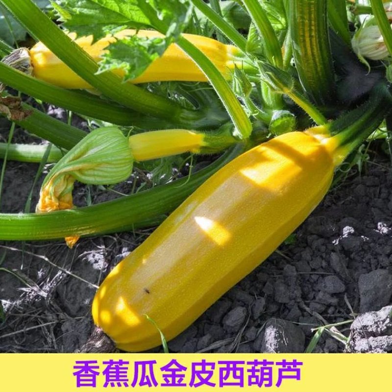 进口香蕉西葫芦种子水果型能生吃春季四季盆栽南瓜蔬菜种