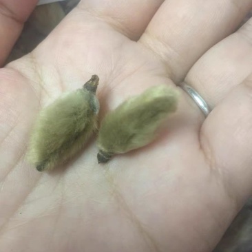 辛夷花毛桃5玉兰花天然特级调味料辛夷11111