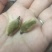 辛夷花毛桃5玉兰花天然特级调味料辛夷11111