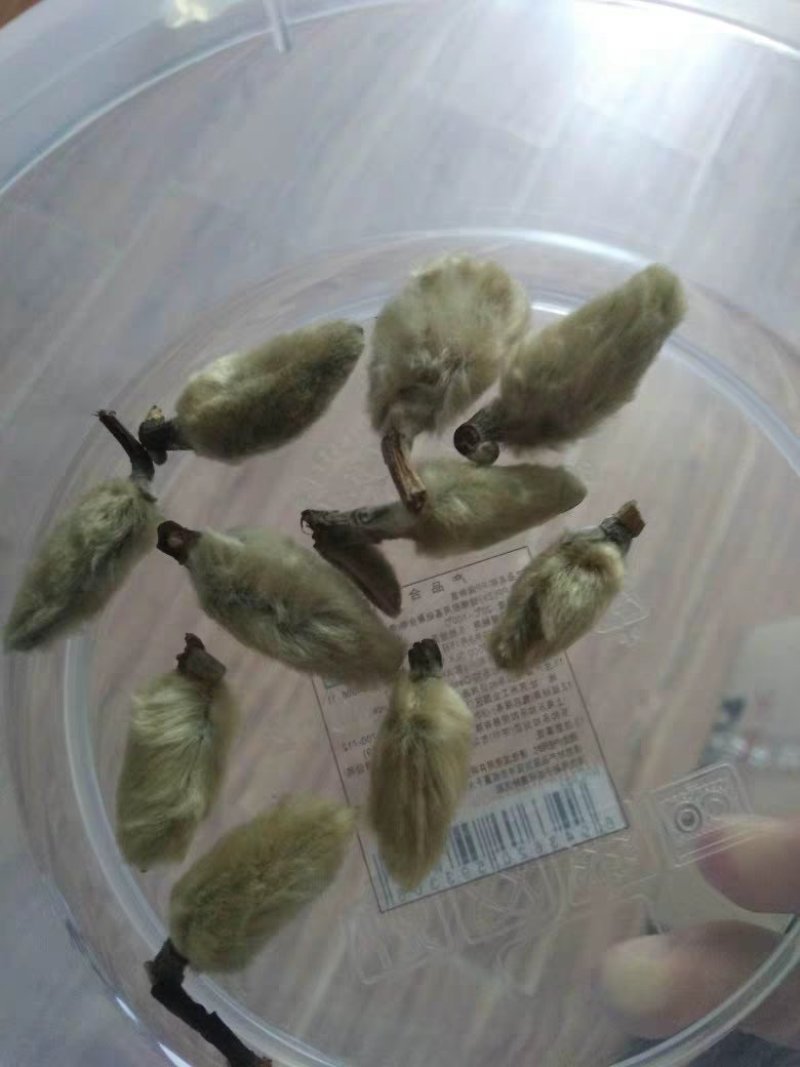 辛夷花毛桃5玉兰花天然特级调味料辛夷11111