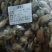 辛夷花毛桃5玉兰花天然特级调味料辛夷11111