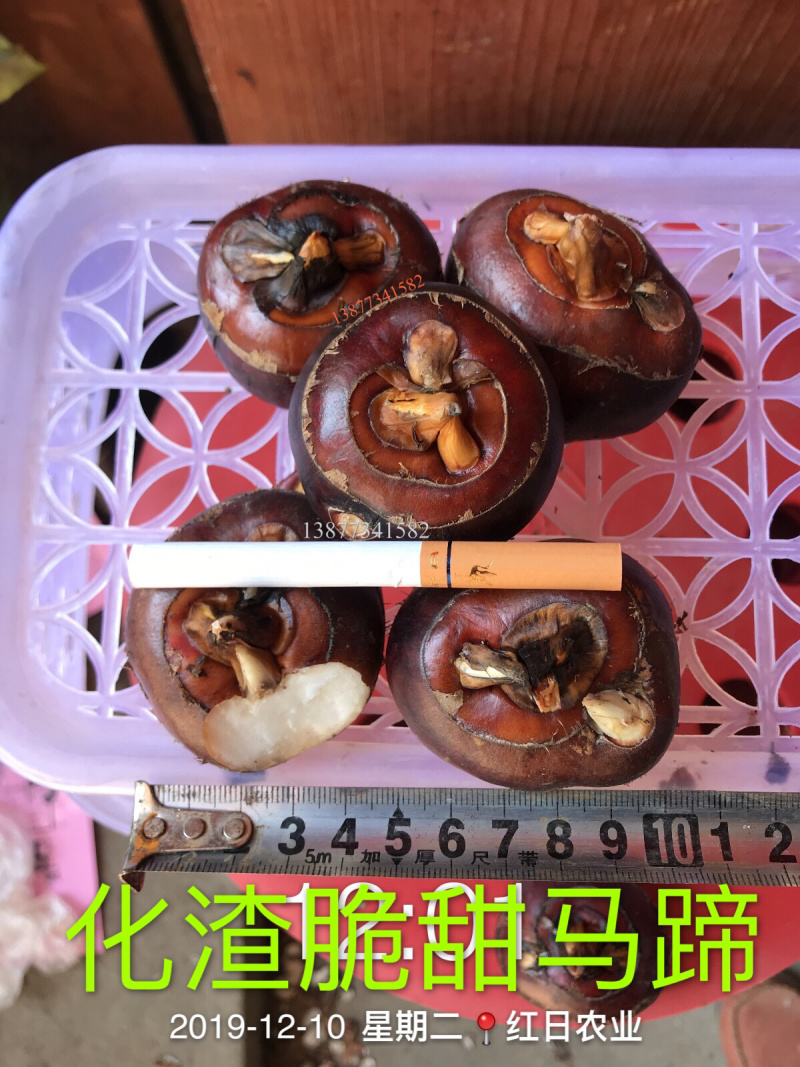 广西荔浦优质化渣脆甜马蹄，果大肉白，全国的扬名马蹄之乡