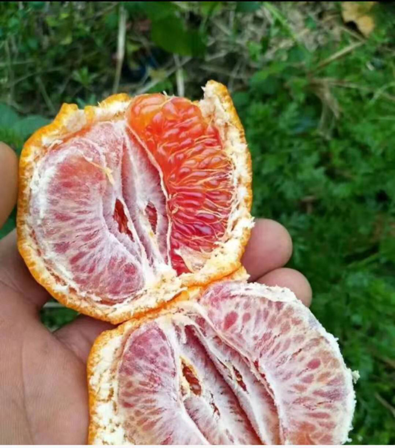 新品种媛红碰柑苗红肉柑橘苗当年结果南方种植苗