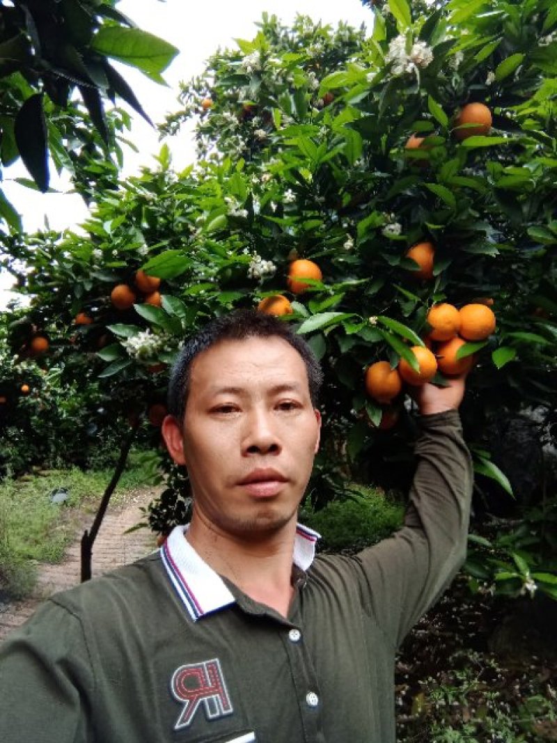 阳朔兴坪，夏橙大量货源上市，口感好，个头大，皮色细。
