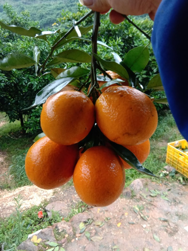 阳朔兴坪，夏橙大量货源上市，口感好，个头大，皮色细。