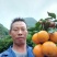 阳朔兴坪，夏橙大量货源上市，口感好，个头大，皮色细。