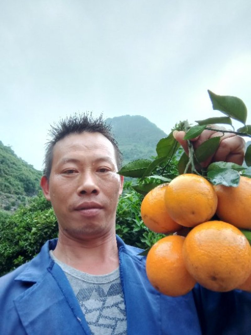 阳朔兴坪，夏橙大量货源上市，口感好，个头大，皮色细。