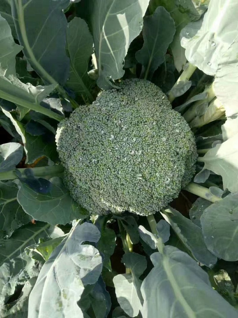 赣州蔬菜批发市场