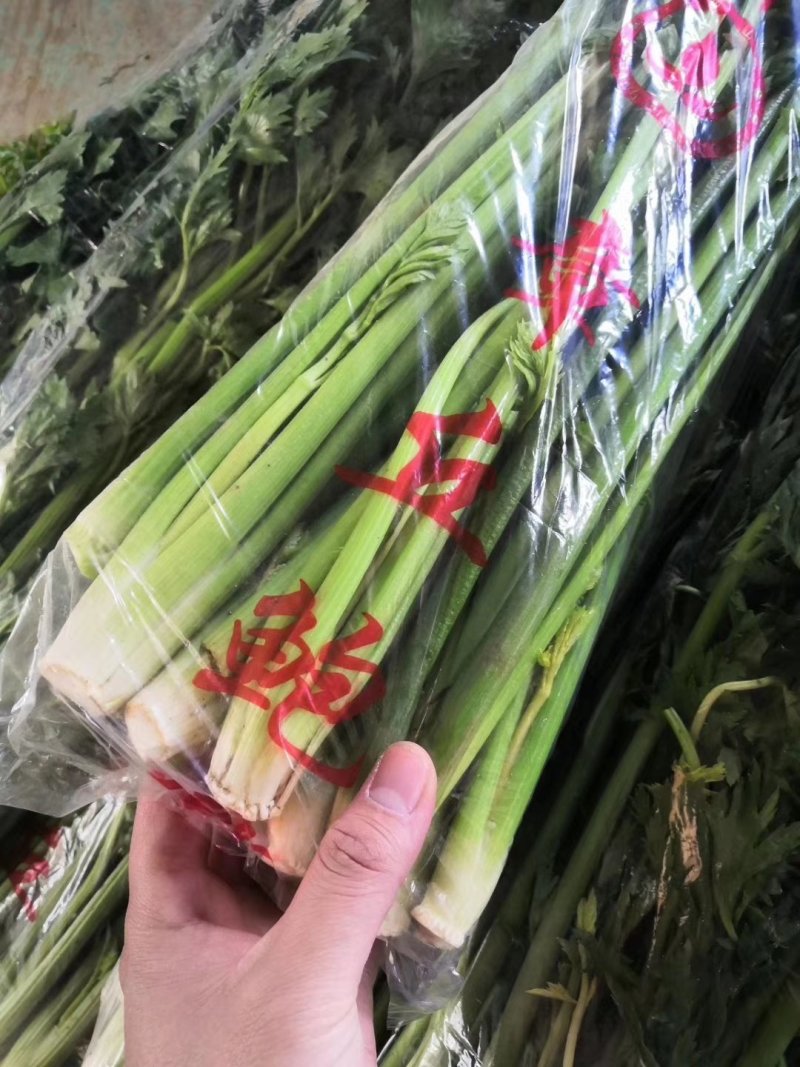 鲍芹常年基地供应量大从优质优价