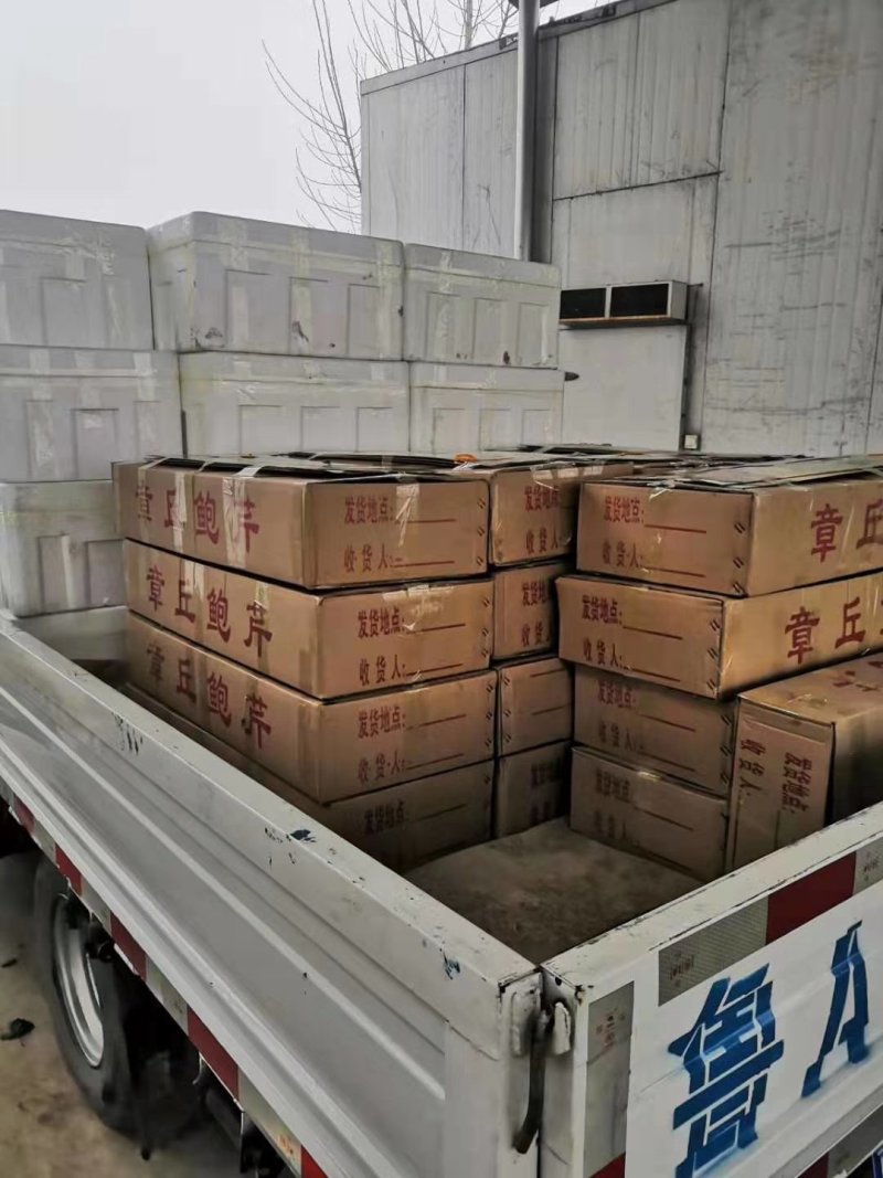 鲍芹常年基地供应量大从优质优价