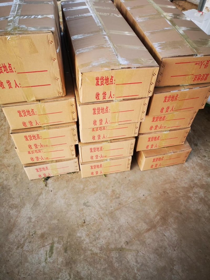 鲍芹常年基地供应量大从优质优价