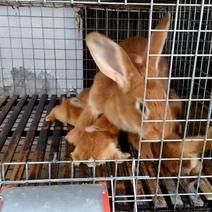 虎皮黄兔种兔：39元一只，已恢复发货。