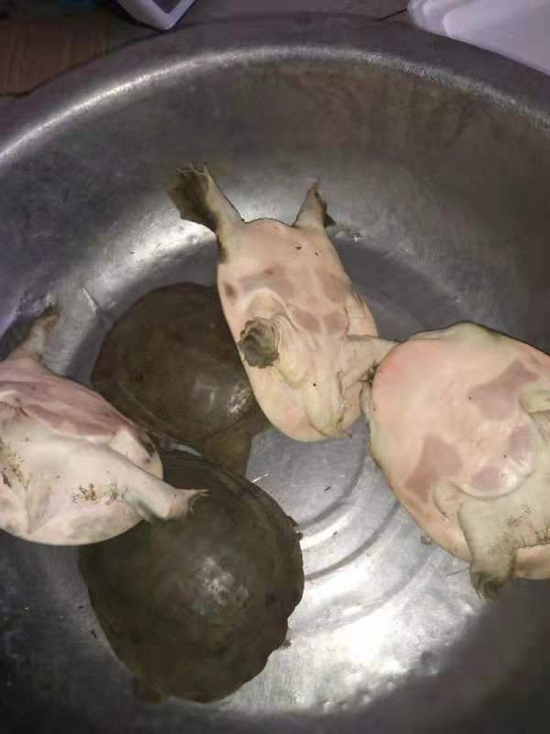 正宗中华甲鱼39元一只包邮，包活到家，鱼塘直接供应。