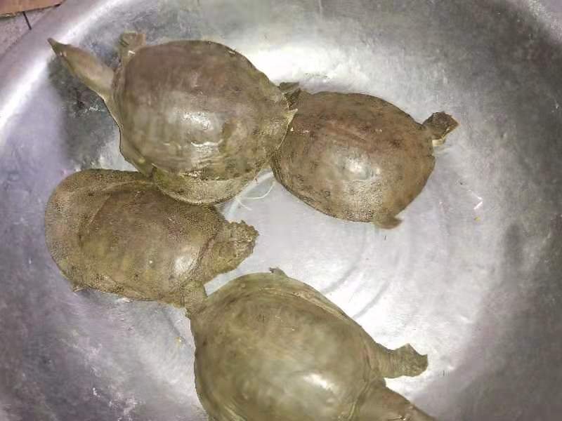 正宗中华甲鱼39元一只包邮，包活到家，鱼塘直接供应。