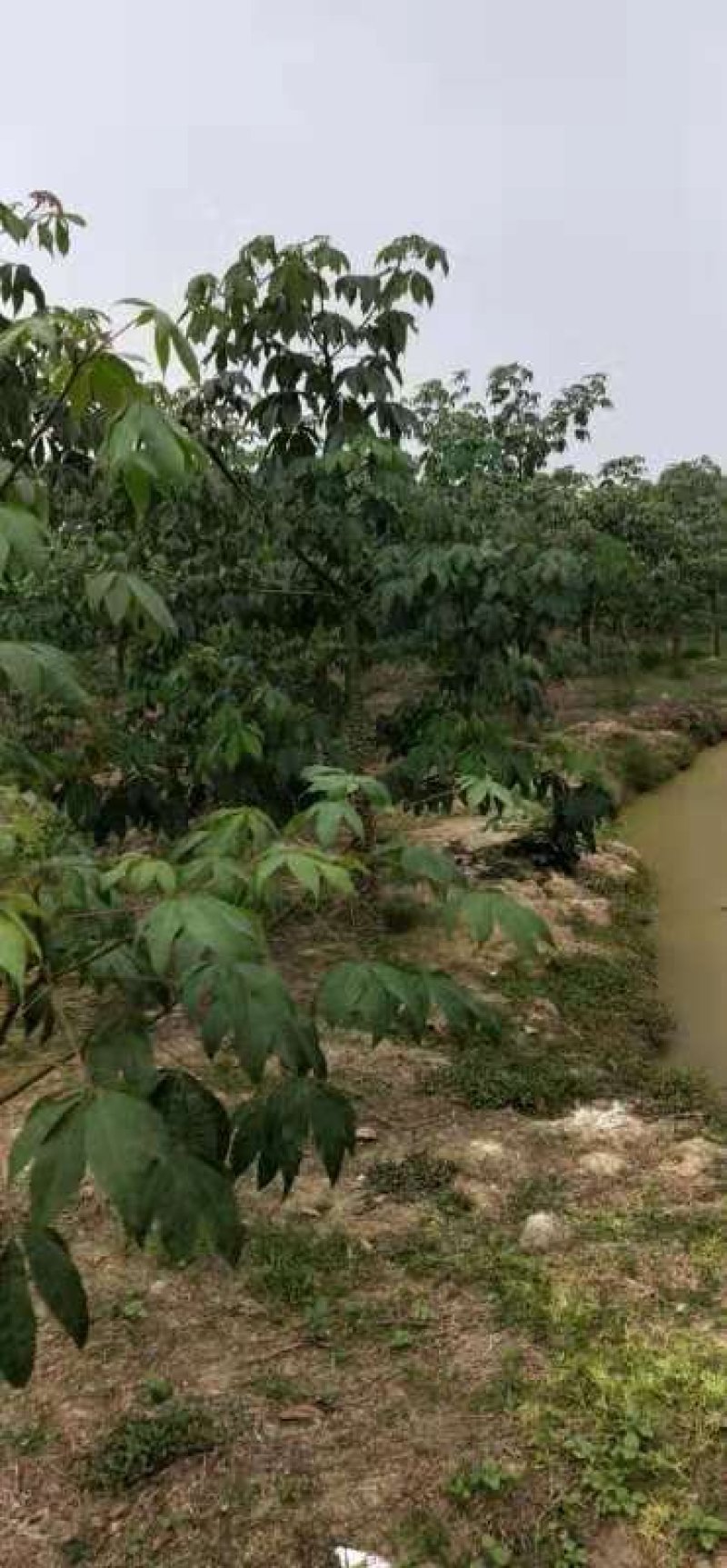 美人树，美丽异木棉，各种规格，袋苗，地苗，全冠苗