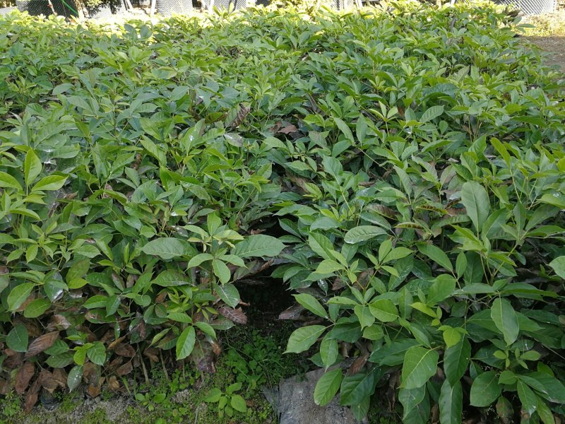 特价红花风铃木(红花风铃木袋苗)二百棵起售