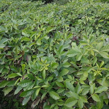 特价红花风铃木(红花风铃木袋苗)二百棵起售