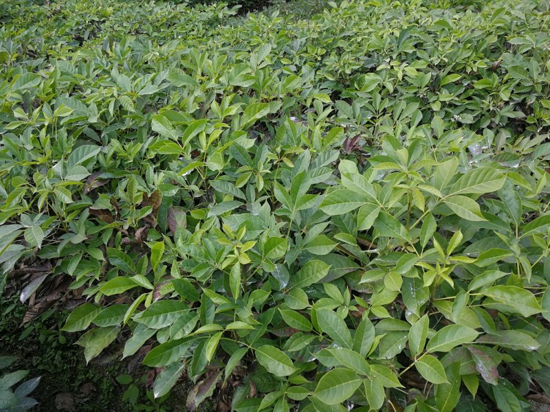特价红花风铃木(红花风铃木袋苗)二百棵起售