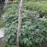 紫花风铃木(多花紫花风铃木袋苗)二百棵起售(有便宜货)