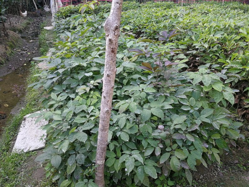 紫花风铃木(多花紫花风铃木袋苗)二百棵起售(有便宜货)