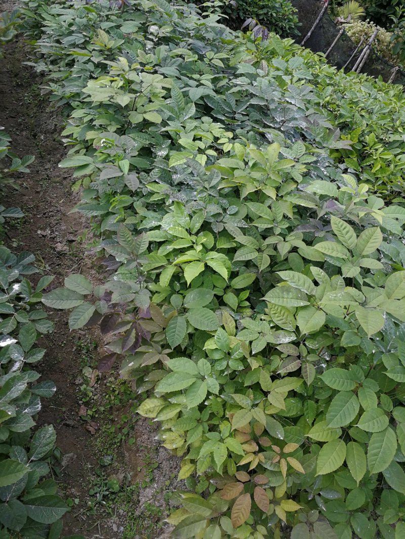 紫花风铃木(多花紫花风铃木袋苗)二百棵起售(有便宜货)