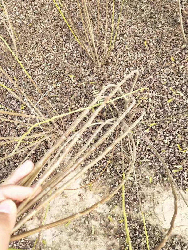 木绣球木绣球木绣球多分枝产地直销可以看