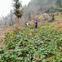 杜鹃花。金银花各种苗木