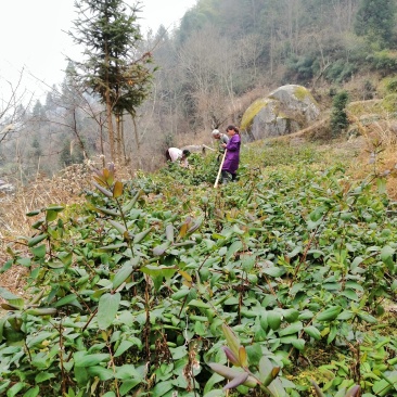 杜鹃花。金银花各种苗木
