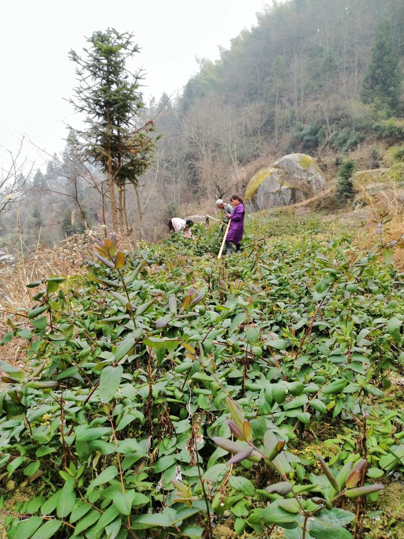 杜鹃花。金银花各种苗木