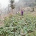 杜鹃花。金银花各种苗木