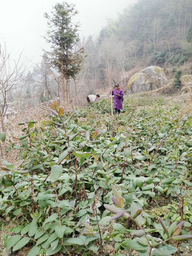 杜鹃花。金银花各种苗木